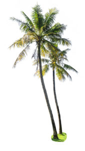 travel-insurance-palm-tree